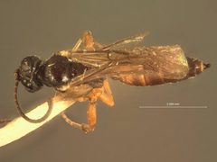Phaeogenes arcticus by the Smithsonian. Used under a CC0 license.