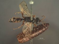 Phaeogenes gelechiae by the Smithsonian. Used under a CC0 license.