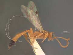 Phaeogenes (Centeterus) ineptifrons by the Smithsonian. Used under a CC0 license.
