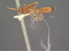 Phaeogenes (Centeterus) ineptifrons by the Smithsonian. Used under a CC0 license.