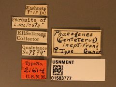 Phaeogenes (Centeterus) ineptifrons by the Smithsonian. Used under a CC0 license.