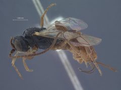 Phygadeuon (Aenoplex) argeae by the Smithsonian. Used under a CC0 license.