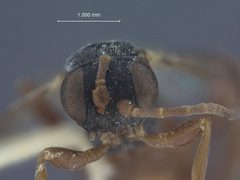 Phygadeuon (Aenoplex) argeae by the Smithsonian. Used under a CC0 license.