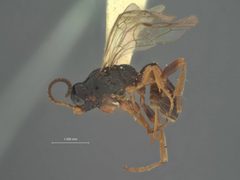 Phygadeuon laticinctus by the Smithsonian. Used under a CC0 license.