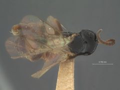 Phygadeuon laticinctus by the Smithsonian. Used under a CC0 license.