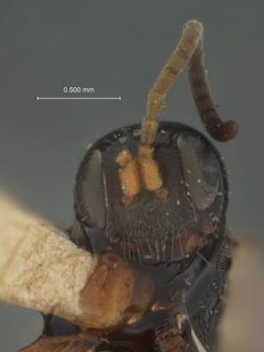 Phygadeuon laticinctus by the Smithsonian. Used under a CC0 license.