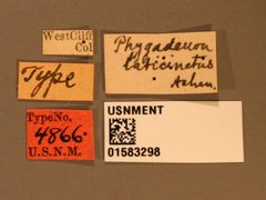 Phygadeuon laticinctus by the Smithsonian. Used under a CC0 license.