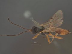 Phygadeuon timidus by the Smithsonian. Used under a CC0 license.