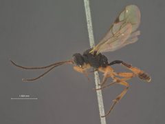 Phygadeuon timidus by the Smithsonian. Used under a CC0 license.