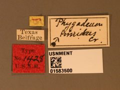Phygadeuon timidus by the Smithsonian. Used under a CC0 license.