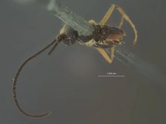 Phytodietus flavifrons by the Smithsonian. Used under a CC0 license.