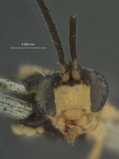Phytodietus flavifrons by the Smithsonian. Used under a CC0 license.