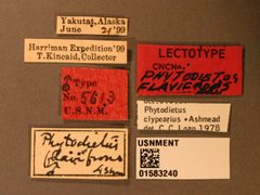 Phytodietus flavifrons by the Smithsonian. Used under a CC0 license.