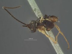 Phytodietus flavifrons by the Smithsonian. Used under a CC0 license.
