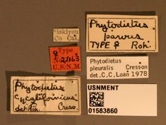 Phytodietus parvus by the Smithsonian. Used under a CC0 license.