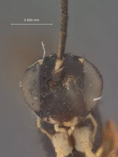 Phytodietus parvus by the Smithsonian. Used under a CC0 license.