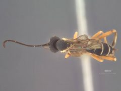 Phytodietus parvus by the Smithsonian. Used under a CC0 license.