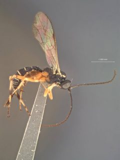 Phytodietus parvus by the Smithsonian. Used under a CC0 license.