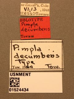 Pimpla decumbens by the Smithsonian. Used under a CC0 license.
