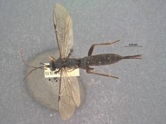 Pimpla parnarae by the Smithsonian. Used under a CC0 license.