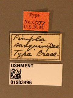 Pimpla sanguinipes by the Smithsonian. Used under a CC0 license.