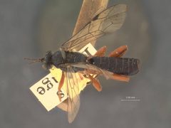 Pimpla sanguinipes by the Smithsonian. Used under a CC0 license.