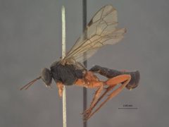 Pimpla sanguinipes by the Smithsonian. Used under a CC0 license.