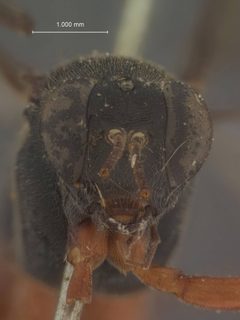 Pimpla sanguinipes by the Smithsonian. Used under a CC0 license.