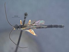 Pimpla spatulata by the Smithsonian. Used under a CC0 license.