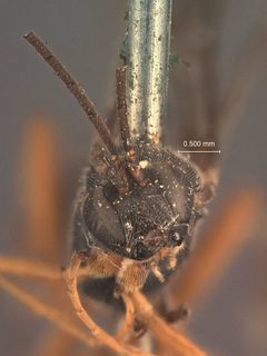 Pimpla yakutatensis by the Smithsonian. Used under a CC0 license.