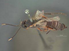 Pimpla yuconensis by the Smithsonian. Used under a CC0 license.