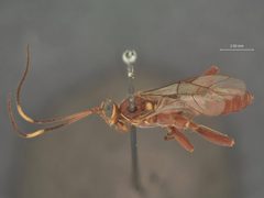 Platylabus pulcher by the Smithsonian. Used under a CC0 license.