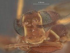 Platylabus pulcher by the Smithsonian. Used under a CC0 license.