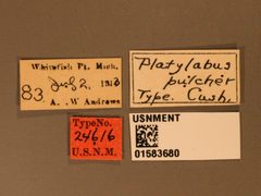 Platylabus pulcher by the Smithsonian. Used under a CC0 license.