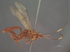 Platylabus pulcher by the Smithsonian. Used under a CC0 license.