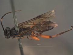 Platylabus tibialis by the Smithsonian. Used under a CC0 license.