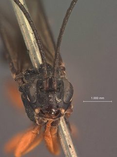 Platylabus tibialis by the Smithsonian. Used under a CC0 license.