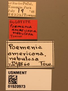 Poemenia americana nebulosa by the Smithsonian. Used under a CC0 license.