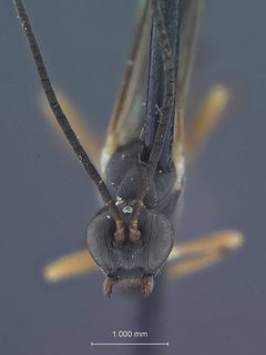 Poemenia americana nebulosa by the Smithsonian. Used under a CC0 license.