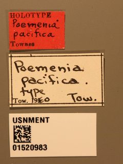 Poemenia pacifica by the Smithsonian. Used under a CC0 license.