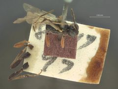 Polyblastus glacialis by the Smithsonian. Used under a CC0 license.