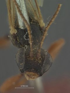 Polyblastus glacialis by the Smithsonian. Used under a CC0 license.