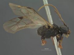 Polyblastus glacialis by the Smithsonian. Used under a CC0 license.