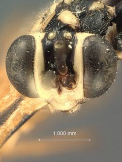 Polycyrtus neglectus by the Smithsonian. Used under a CC0 license.