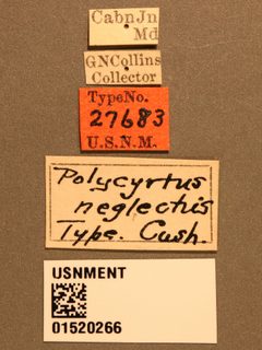 Polycyrtus neglectus by the Smithsonian. Used under a CC0 license.