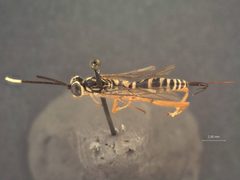 Polycyrtus neglectus by the Smithsonian. Used under a CC0 license.