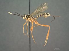 Polycyrtus neglectus by the Smithsonian. Used under a CC0 license.