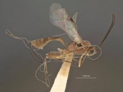 Pristomerus baumhoferi by the Smithsonian. Used under a CC0 license.