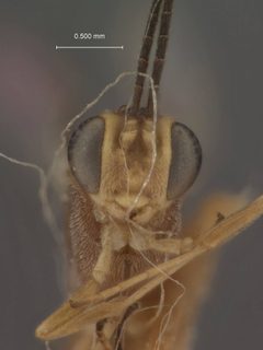 Pristomerus baumhoferi by the Smithsonian. Used under a CC0 license.