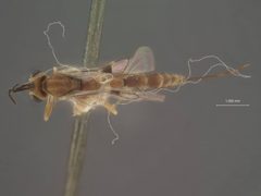 Pristomerus baumhoferi by the Smithsonian. Used under a CC0 license.